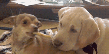 壁纸 动物 狗 狗狗 360_180 gif 动态图 动图