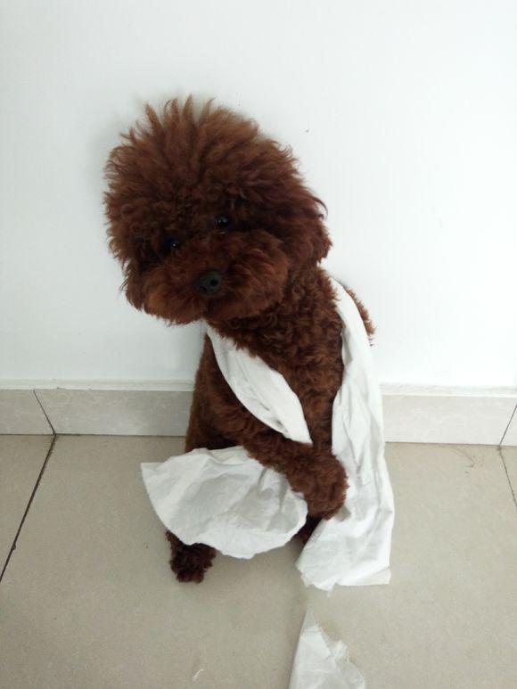 泰迪把家里弄的一团糟,我教育它,它的反应叫我