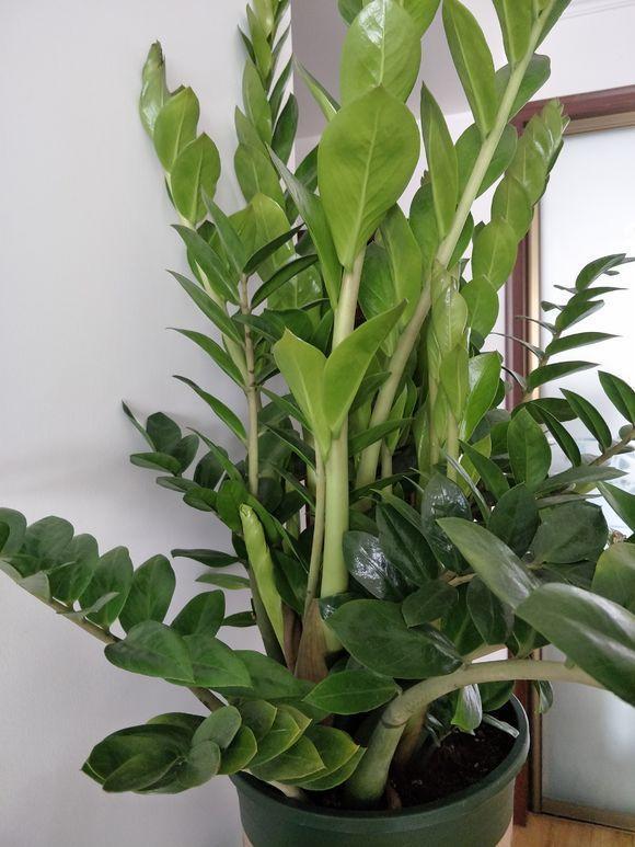 养了好多年金钱树,被我妈一盆水浇死,丢在门口