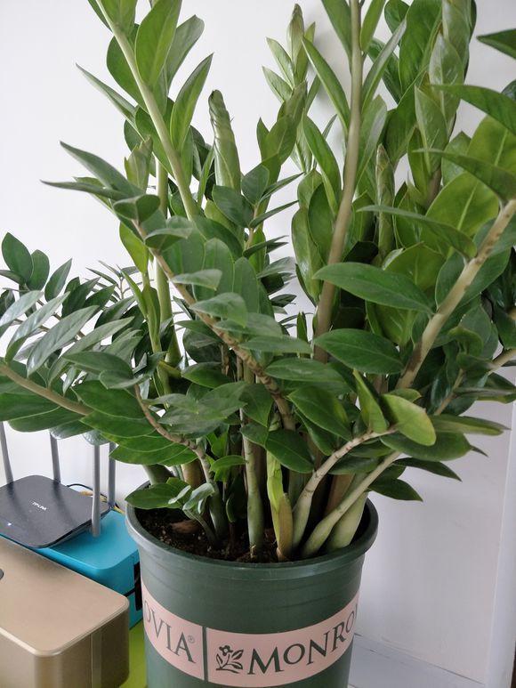 养了好多年金钱树,被我妈一盆水浇死,丢在门口