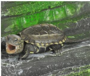 中华草龟如何饲养才长得快?