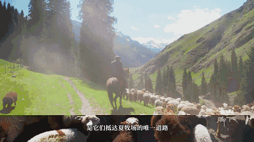 领头羊在前面,羊群在后面,整个场面如果从高处往下俯瞰,极为壮观.