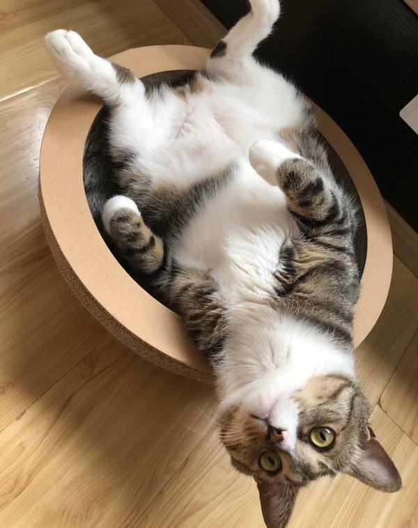 出差让爷爷照顾猫, 回来居然看到了这一幕, 感觉