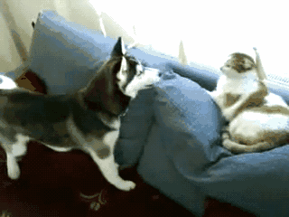 二哈在公园遇到烈性犬,关键时刻二哈的演技救了它