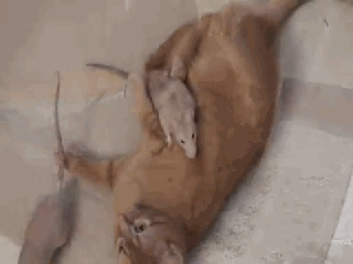 壁纸 动物 狗 狗狗 320_240 gif 动态图 动图