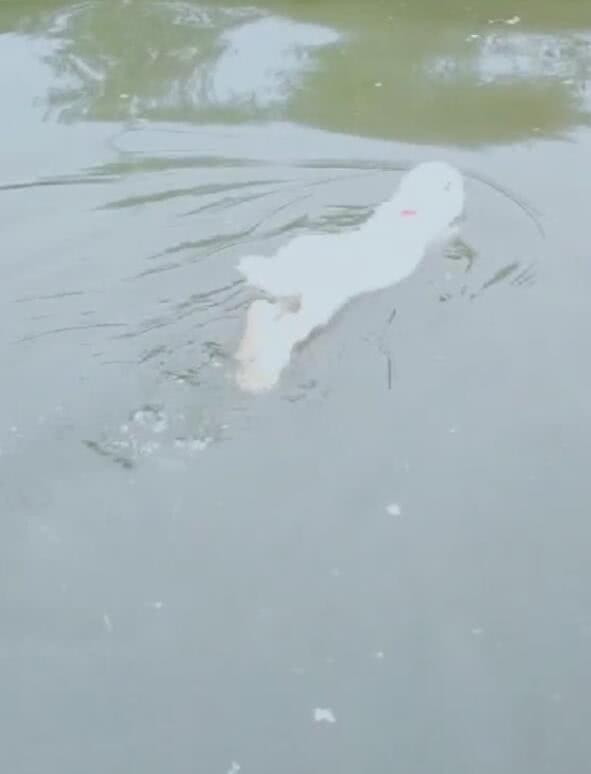 狗刨式游泳见过,没见过兔刨式,兔子扔水里蹬腿萌翻了!