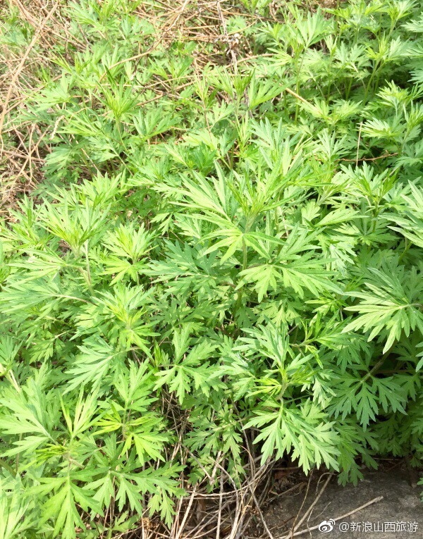 蒿草香乡村十年前的蚊香
