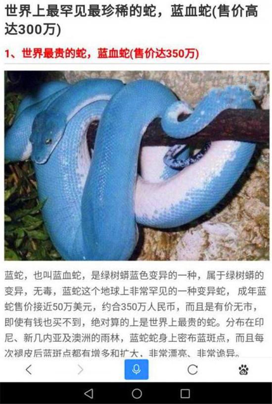 经过搜索以后才知道这条蛇叫做蓝血蛇,是超级贵的一种蛇.