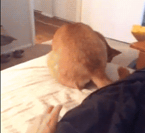 这些狗狗逗逼来,二哈都甘拜下风啊!尤其是那只萨摩耶