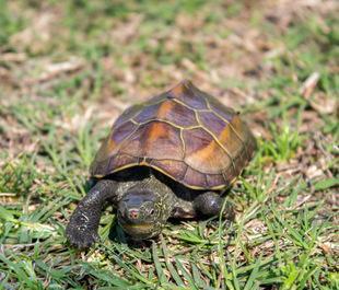 中华草龟如何饲养才长得快?
