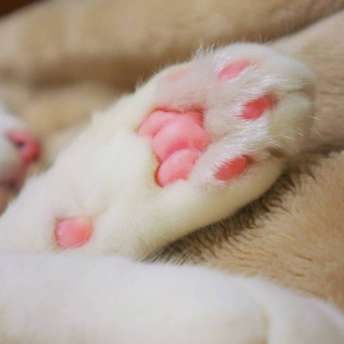 猫爪爪控们,速度转起收藏