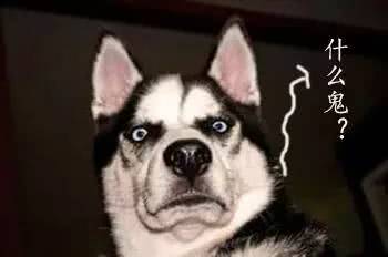 二哈斗图表情包,每一张都是逗逼,不要太喜感