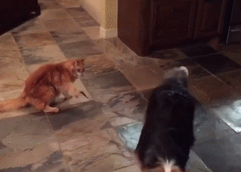 谁……谁在遛俺,猫:放开我爪子!你停下