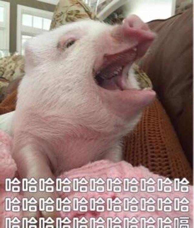 动物搞笑表情包,我先收藏了!