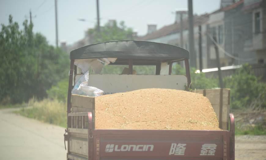 它是中国四大粮仓之一,这个季节就忙成了这样