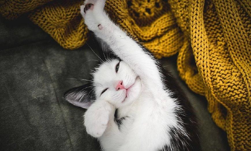 对猫咪和狗狗来说,夏天的午后还有什么能比慵懒的睡一觉更舒服呢
