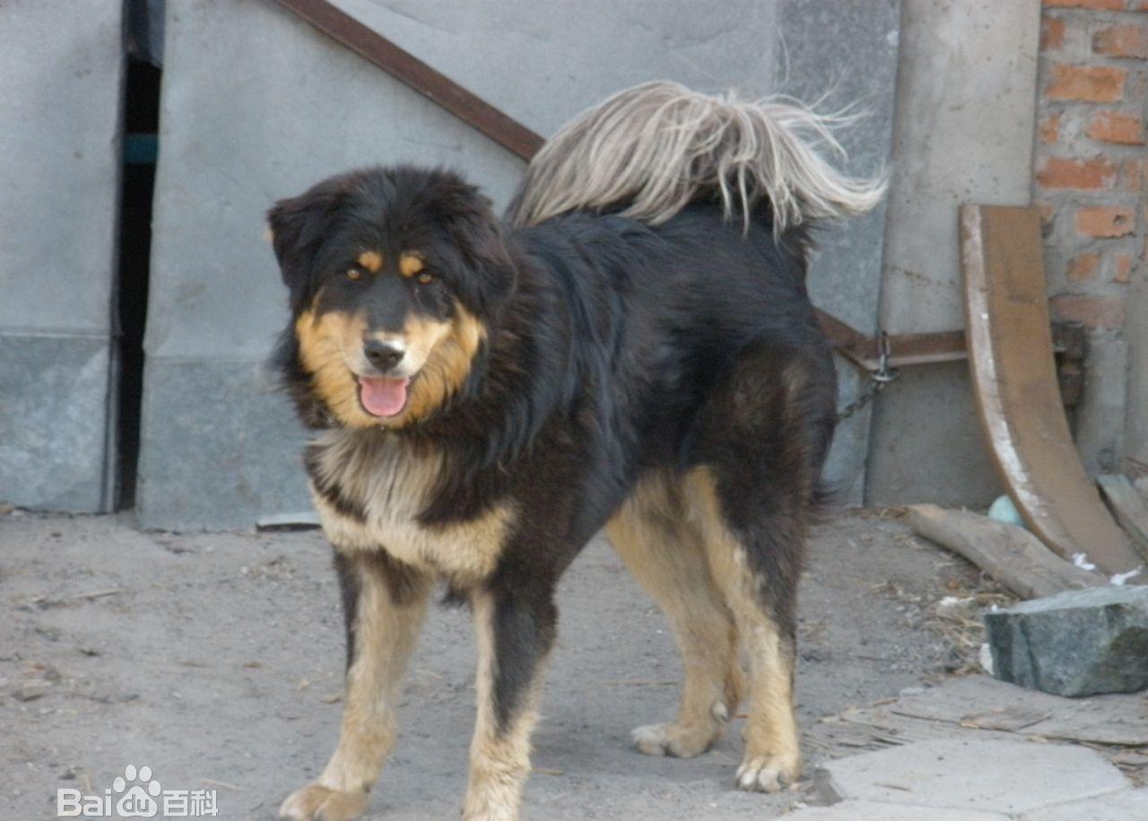 酷似藏獒的蒙古牧羊犬——货真价实的"牧羊犬"