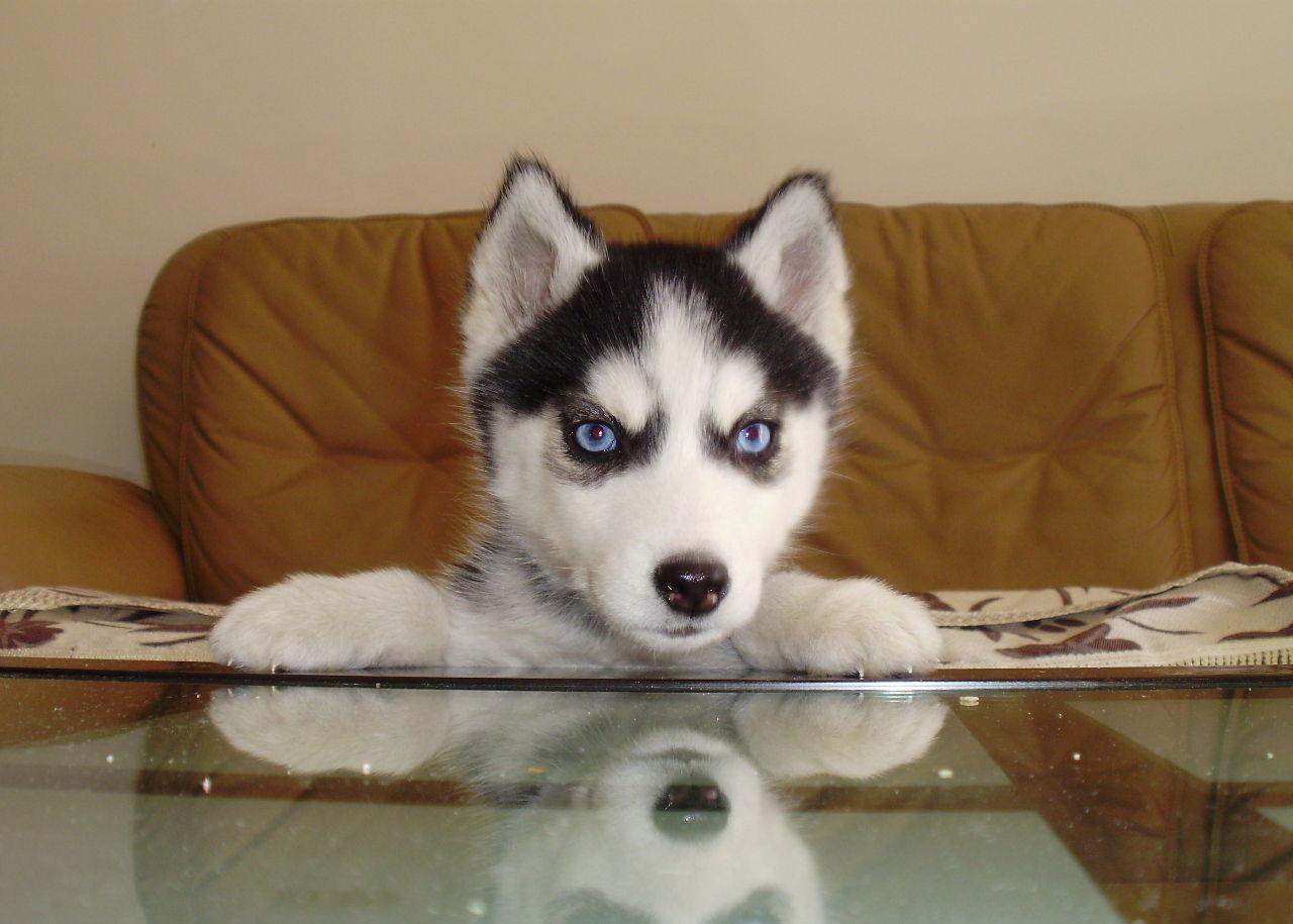 有人说三把火, 双蓝眼的哈士奇, 才是最纯种