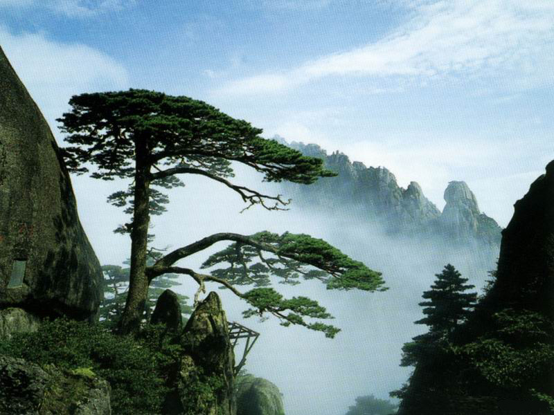 黄山著名的迎客松,一个姿势保持800年,竟被人质疑是假