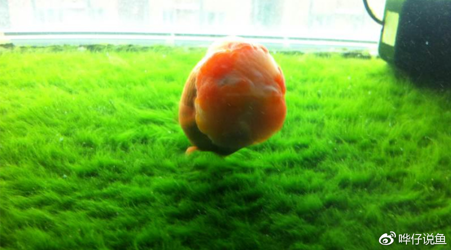 养金鱼的男人,一定要先“养苔”!古法养鱼的奥妙,其乐无穷