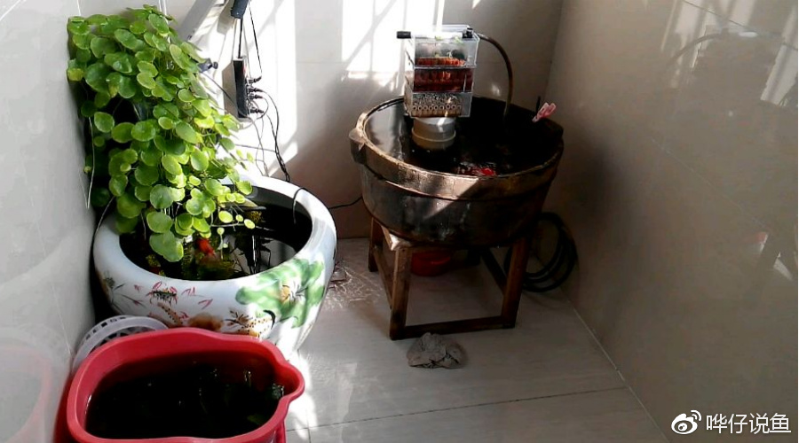 养金鱼的男人,一定要先“养苔”!古法养鱼的奥妙,其乐无穷