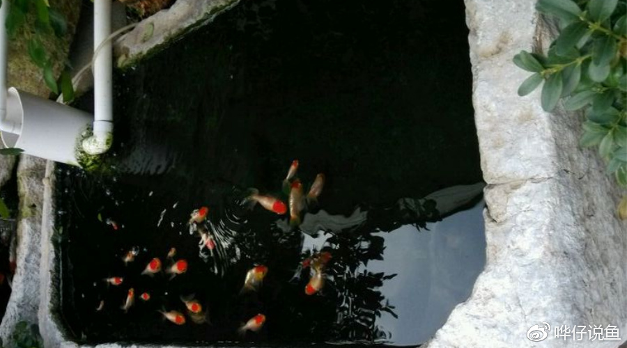 养金鱼的男人,一定要先“养苔”!古法养鱼的奥妙,其乐无穷