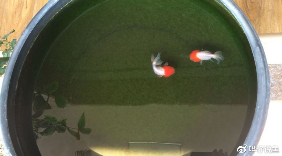 养金鱼的男人,一定要先“养苔”!古法养鱼的奥妙,其乐无穷