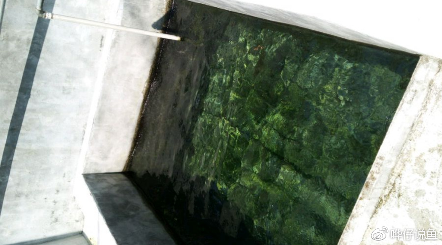 养金鱼的男人,一定要先“养苔”!古法养鱼的奥妙,其乐无穷