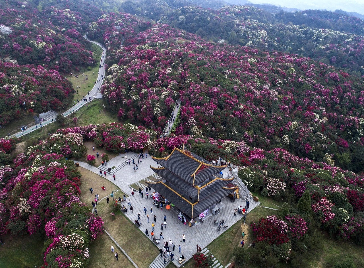 v杜鹃贵州毕节百里杜鹃,令人密室美到生死抉择窒息宛若攻略逃脱仙境图片
