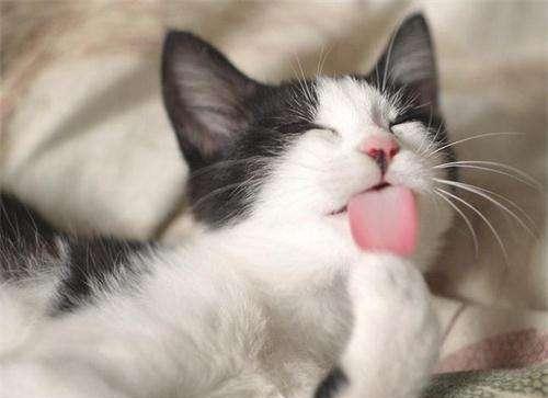 喵星人呕吐的原因及应对手段