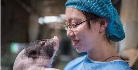 猪悟能立功!全球首例舞蹈病基因敲入猪诞生