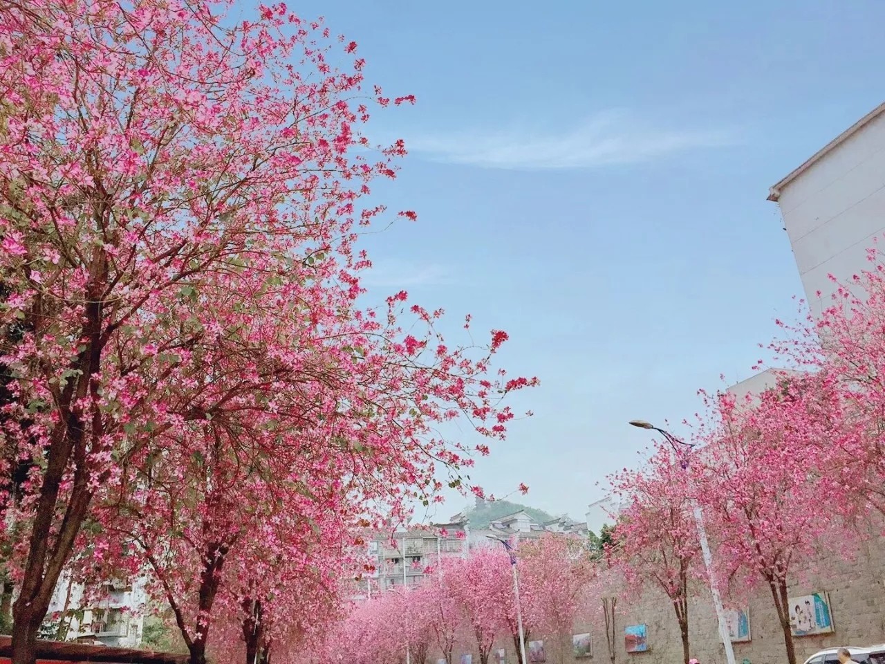 春天的花海——汉中-汉中旅游攻略-游记-去哪儿攻略
