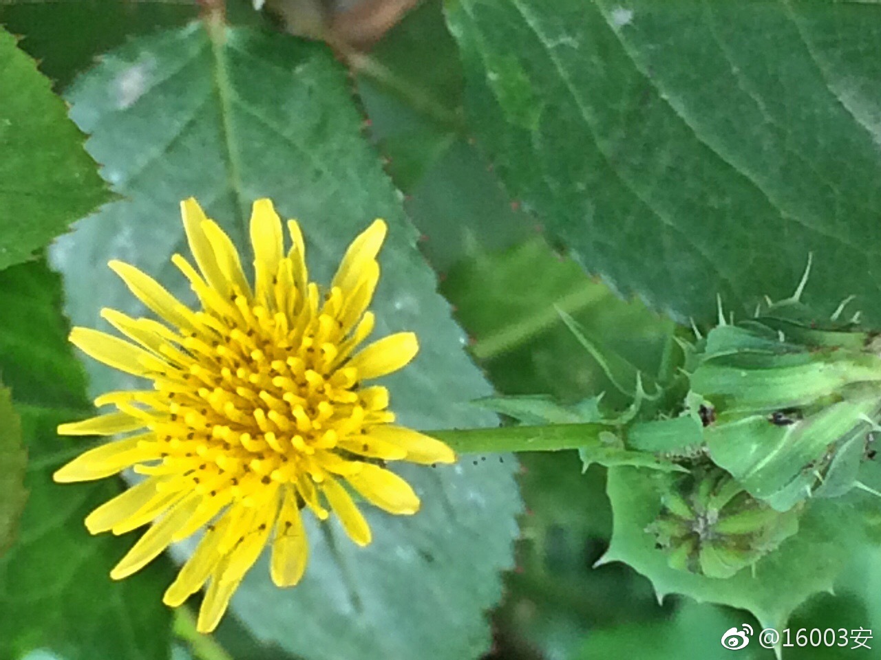 苦苣菜——小苦小苦,请问你是蒲公英家亲戚么?