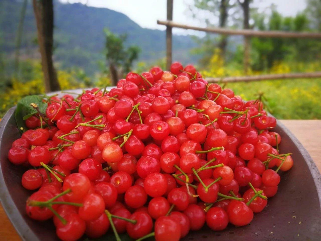 浦江光明乡的樱桃熟了,人少景美,柑子、樱桃随