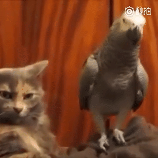 是鹦鹉你飘了还是猫拿不动刀了?脚踩猫脸碾来碾去,猫