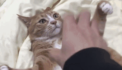 别人家猫玩手指游戏超萌,自家橘猫就认吃,主人瞬间气