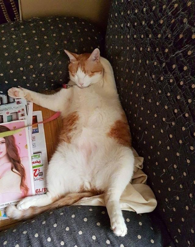 网友家里的小喵星人每次睡觉都躺得直直, 两只萌爪爪还任由主银摆布.