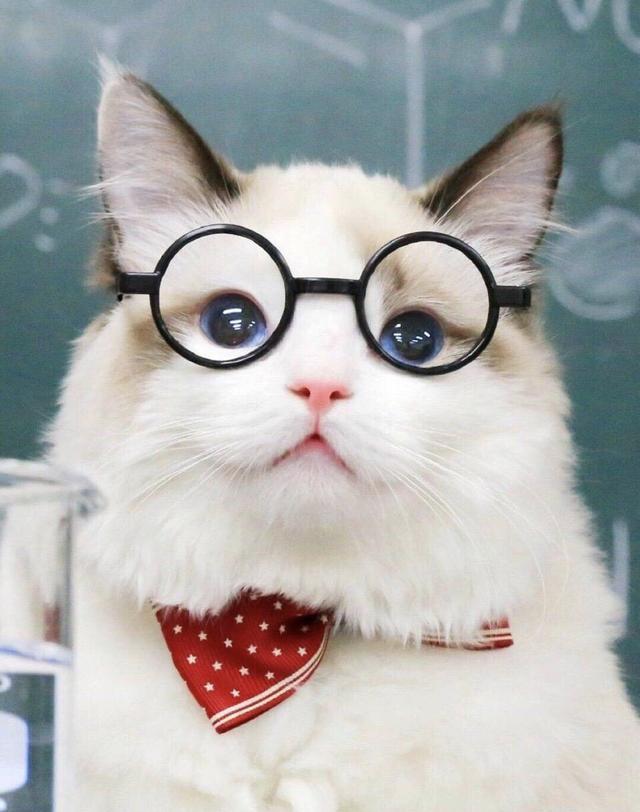 抖音最近很火的猫图,抖音很火的霸气猫图片 布偶猫贵为行走的人民币,为何爆红抖音的却是英短?