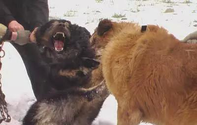 比藏獒更凶的俄国高加索犬: 一口咬死藏獒, 30秒结束战斗