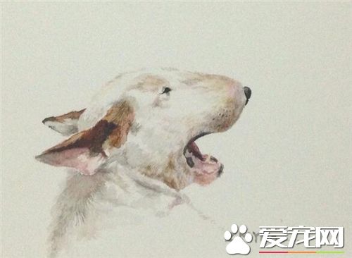 养牛头梗的经历 虽然狗狗顽皮但对主人是很温顺的