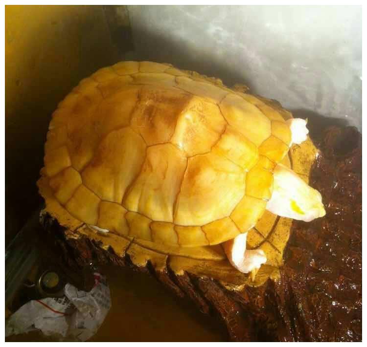 女子河边捡到黄金龟,多次放生还是跑回来,最后救了她全家的命!