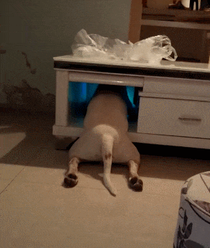 壁纸 动物 狗 狗狗 304_359 gif 动态图 动图