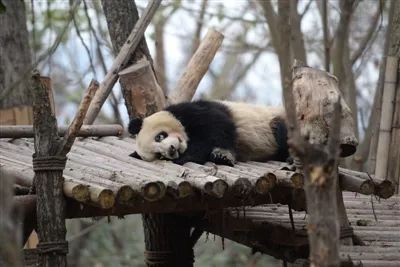 大熊猫黑眼圈变白不是表情!就在成都大熊猫我的天呐表情包高清图片