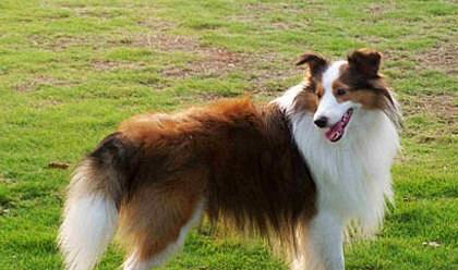 什么中型犬合适家养?十大合适家养的中型狗!有