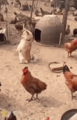 爆笑gif图:明明是在撒币,非要说是天女散花