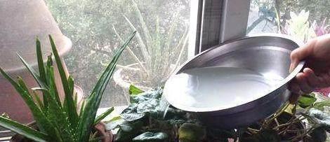 都说淘米水浇花好? 为啥我的盆栽植物却浇死了
