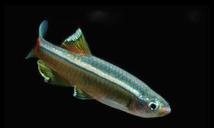 灯鱼该如何饲养