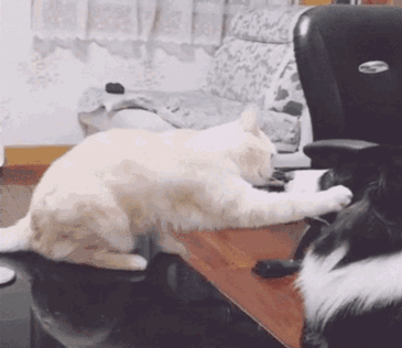 猫咪的鼻尖轻轻的碰着狗狗的鼻尖, 确认过眼神,遇上对的人, 今后我就