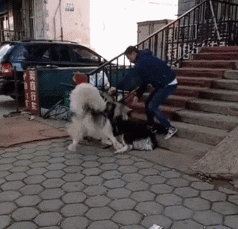 壁纸 动物 狗 狗狗 348_335 gif 动态图 动图