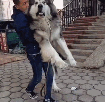 此刻狗狗内心是崩溃的:我的爱情